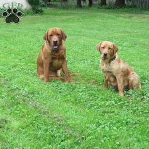 Thunder, Fox Red Labrador Retriever Puppy